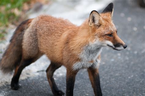 Free Images : animal, wildlife, fur, fauna, red fox, vertebrate, dog like mammal, kit fox, dhole ...