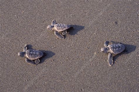 Loggerhead Turtle hatchlings - Stock Image - Z752/0138 - Science Photo Library