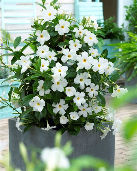 Sun Parasol ® Mandevilla White Original – Sunfire Nurseries