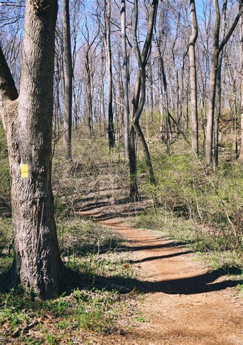 Hiking Mill Mountain Star Trail - Bedlam & Daisies