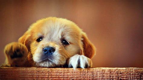 Free photo: Sad Puppy - Baby, Brown, Close - Free Download - Jooinn