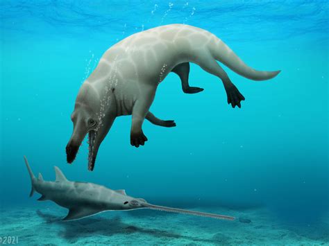 Scientists Discover Fossil Of A 4-Legged Whale With A Raptor-Like Eating Style | KNAU Arizona ...