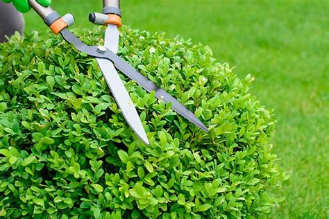 Hedge & Bush Trimming | Chesapeake, Virginia Beach & Norfolk, VA