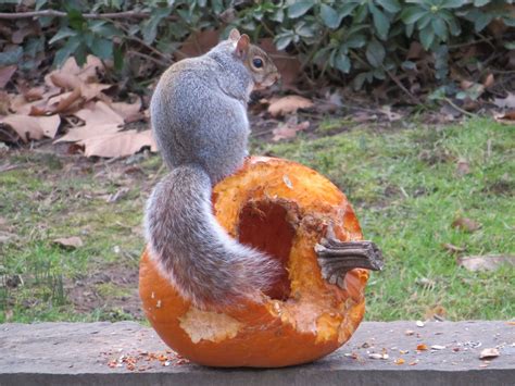 A Pumpkin-happy Squirrel | Smithsonian Photo Contest | Smithsonian Magazine