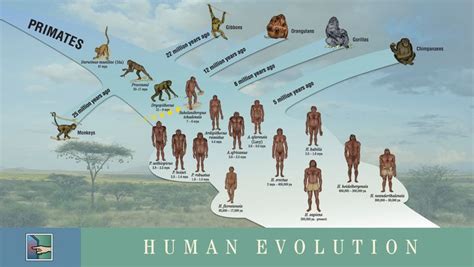 Human evolution tree, Human evolution, Evolution