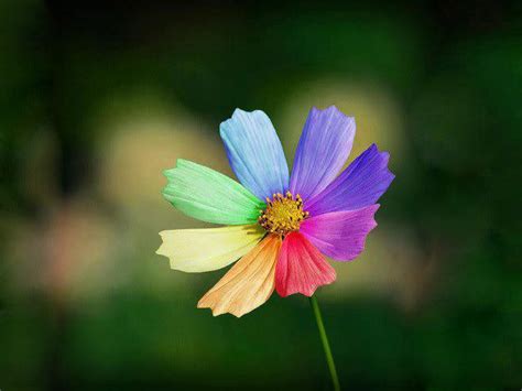 Colorful Flowers Wallpaper - WallpaperSafari