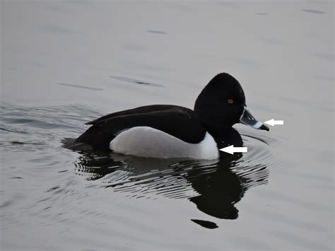 Capital Naturalist by Alonso Abugattas: Ring-necked Ducks