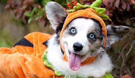 16 Perfect Halloween Costumes For Your Corgi - PetPress