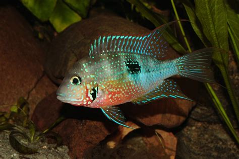 Firemouth Cichlid: Care Guide, Breeding, Tank Size & Disease