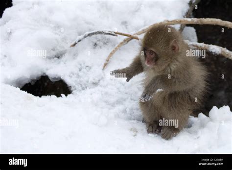 Baby Snow Monkey Dancing Stock Photo - Alamy