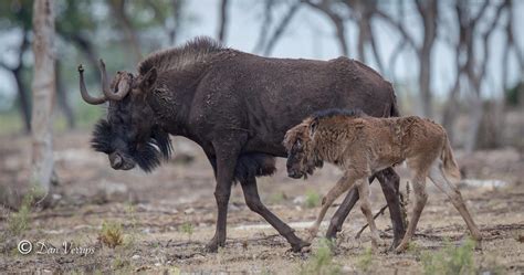 Black Wildebeest with Calf – WildLife Partners, LLC