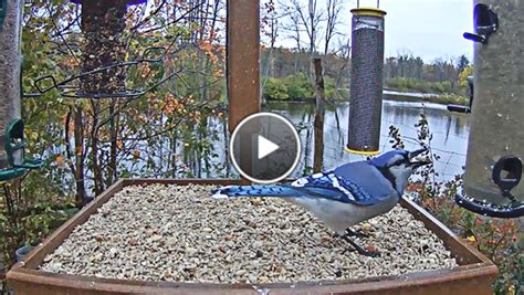 Cornell Bird Cams | Palomar Audubon Society