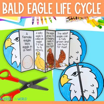 Life cycle of a bald eagle foldable sequencing activity and body parts ...