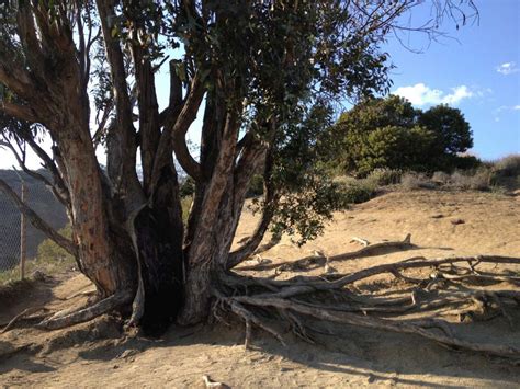 Hiking Runyon Canyon Park - SoCal Hiker