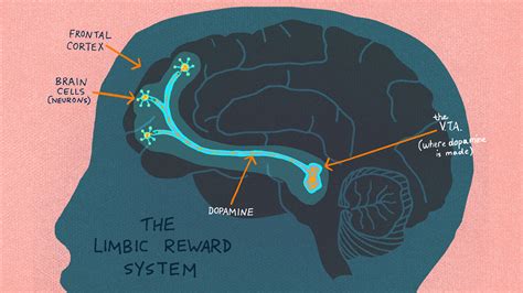 Anatomy Of Addiction: How Heroin And Opioids Hijack The Brain : Shots - Health News : NPR