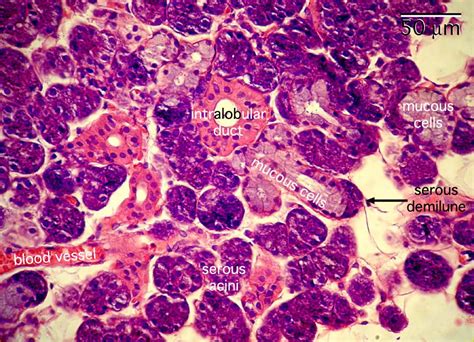 Histology slides, Salivary gland, Gland