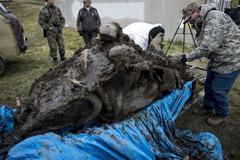 Woolly Mammoth Cloning Debate Reignited by South Korean 'De-Extinction' Scientists | IBTimes UK