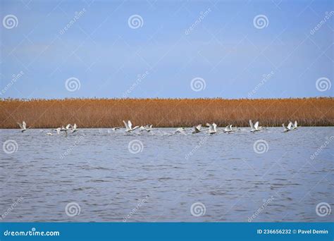Flock of Birds at the Volga River Delta Nature Reserve Stock Photo - Image of birds, delta ...