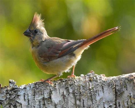 What Color Are Cardinals? The 4 Possible Colors