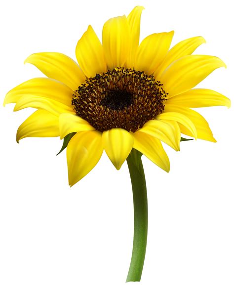 Beautiful Sunflower Transparent PNG Clip Art Image - Clip Art Library