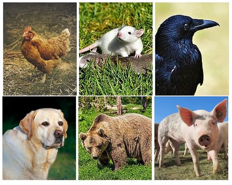 Characteristics Of Herbivores, Carnivores And Omnivores Different animals have different feeding ...