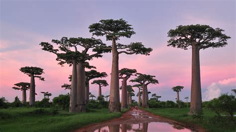 Bing HD Wallpaper Jun 26, 2020: Beautiful baobabs - Bing Wallpaper Gallery