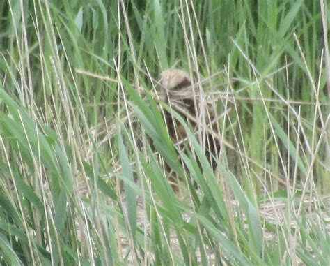 Eurasian Marsh-Harrier (female, carrying nesting material)… | Flickr