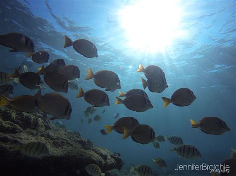 Snorkeling at Three Tables Beach, Oahu - California Family Photographer - Jennifer Brotchie