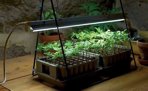 Growing Plants Indoors With Artificial Lights & Its Benefits | Grown ...