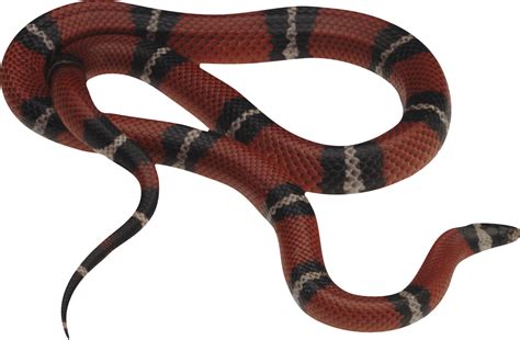Snake PNG image picture download free