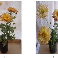 Infection of Fungal Pathogen to Chrysanthemum sp. 3 A: Incubation day... | Download Scientific ...