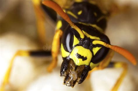 Polistes Gallicus Wasp Head Close Up Stock Photo - Image of insect, wildlife: 37363190