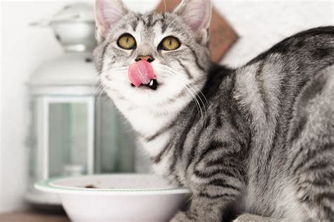 5 Best Food for Cat with Kidney Disease [Food & Diet]