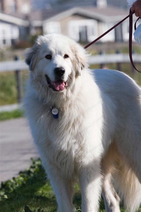 Great Pyrenees Dog Breed » Information, Pictures, & More