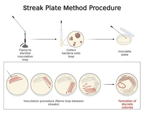 Streak Plate Method- Principle, Types, Methods, Uses, 46% OFF