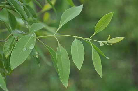 Eucalyptus Seeds | Neelgiri Seeds | नीलगिरी | युकलिप्टुस | Trustherb