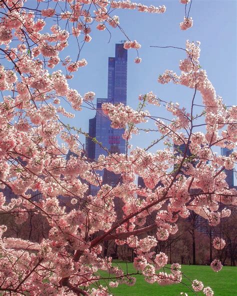 Cherry Blossoms in Central Park by @kellyrkopp