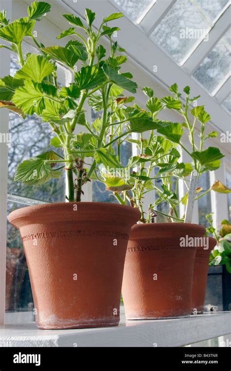 Pelargoniums in pots in greenhouse in winter Stock Photo - Alamy