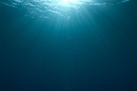 underwater sunlight - Santa Monica Seafood Market & Cafe