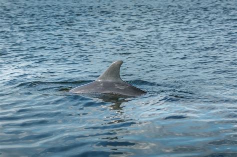 Shell Island Dolphin Tours | Exciting Dolphin and Snorkeling ToursGabby ...