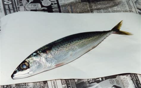 Blue Mackerel, Scomber australasicus Cuvier, 1832 - The Australian Museum