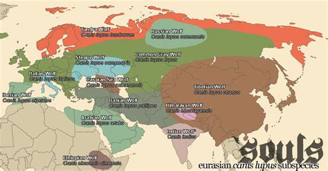 Abe's Animals: Non-accurate gray wolf range map in Eurasia and Africa