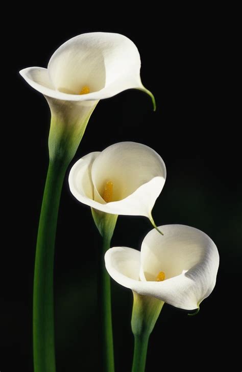 The Symbolization Behind Calla Lily Colors | Calla Lily