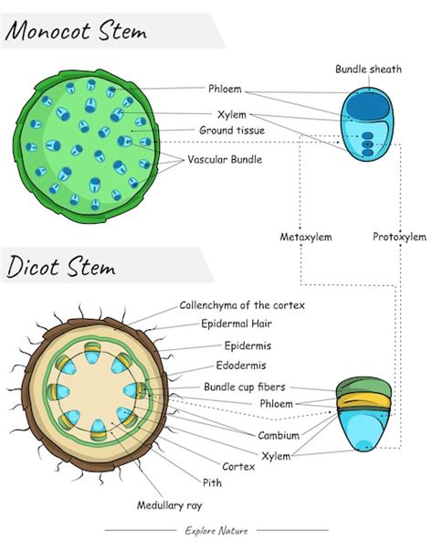 Premium Vector | Monocot stem and dicot stem anatomy