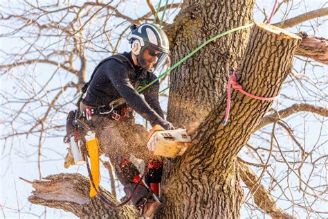 Mastering Advanced Tree Cutting Techniques: Safety, Equipment, and Best Practices ...