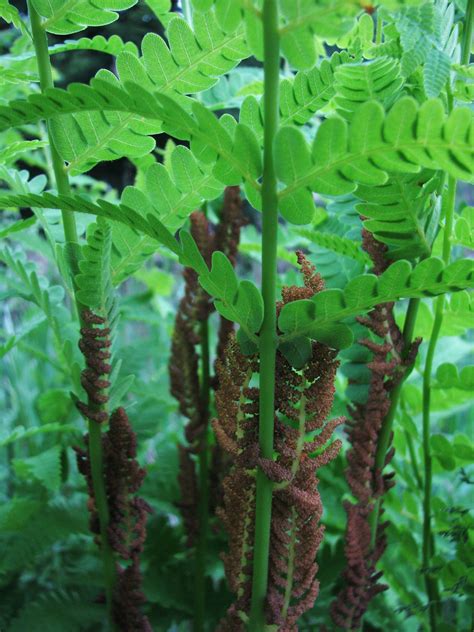 Wild Ferns Ferns, Wild, Fabulous, Garden, Nature, Flowers, Plants ...