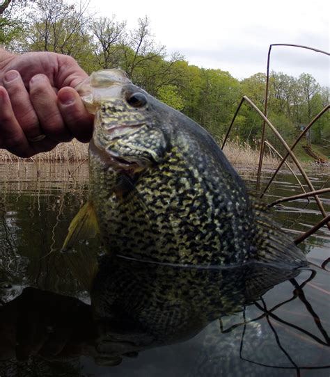 Rainy River Fishing Reports