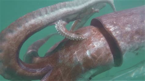 All About the Architeuthis: The Giant Squid – Gage Beasley