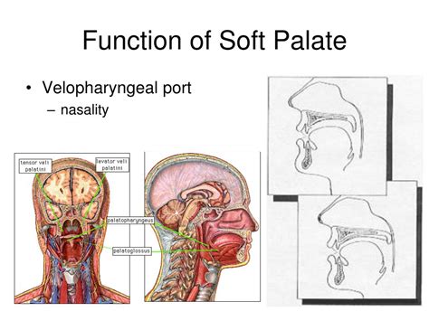 PPT - Articulation and the Vocal Tract Chapter 8 PowerPoint ...