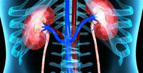 Kidney Transplant Hospital | Kidney stone Treatment in Chennai | RPS Hospital